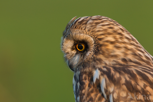 Short-eared Owl (Asio flammeus)