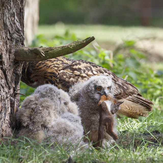 Eurasian Eagle-Owl (Bubo bubo)