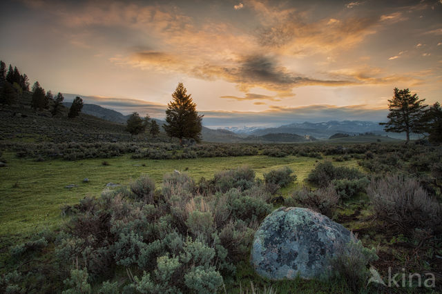 Yellowstone national park