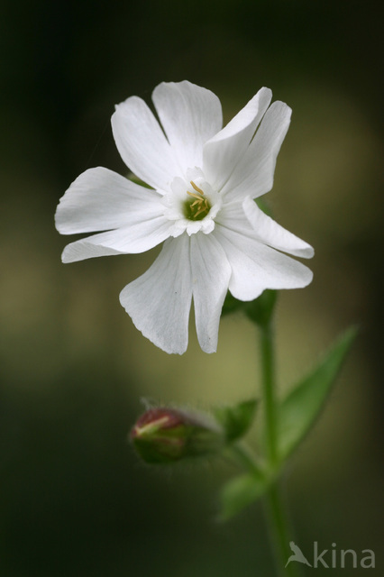 Bladder Campion (Silene latifolia subsp. alba)