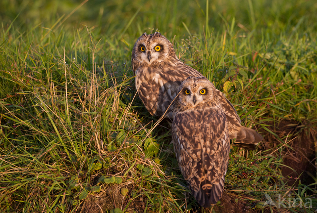 Short-eared Owl (Asio flammeus)