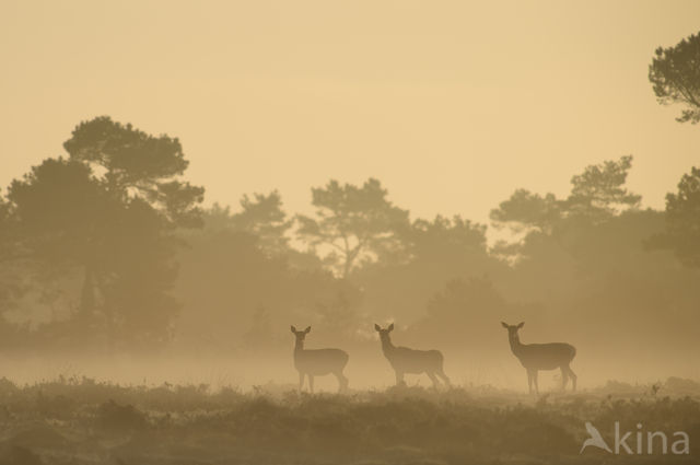 Red Deer (Cervus elaphus)