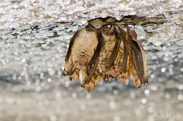 Geoffroy?s Bat (Myotis emarginatus)