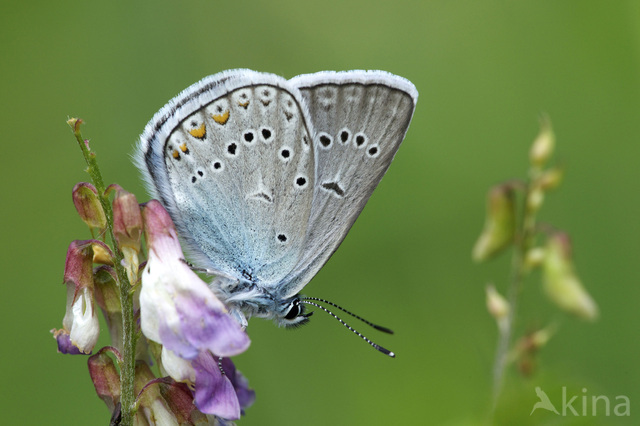 Amandas Blue (Polyommatus amandus)