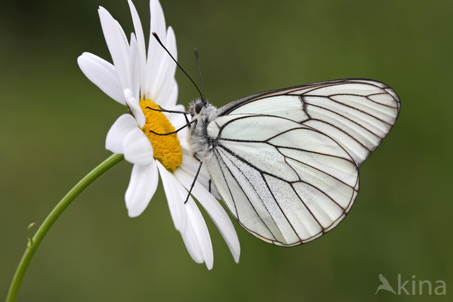 Black-veined White (Aporia crataegi)