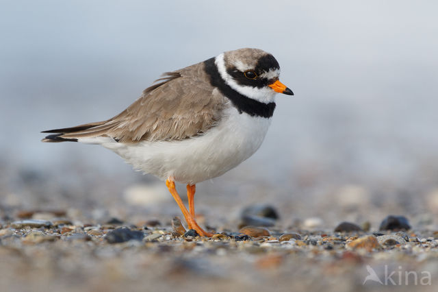 Bontbekplevier (Charadrius hiaticula)