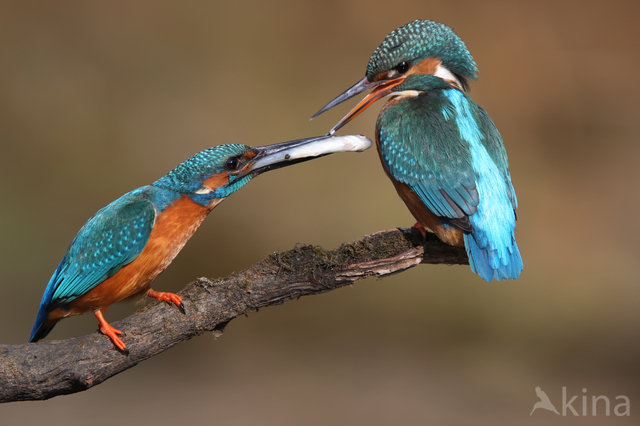 Kingfisher (Alcedo atthis)