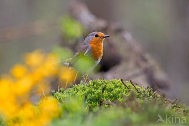 European Robin (Erithacus rubecula)