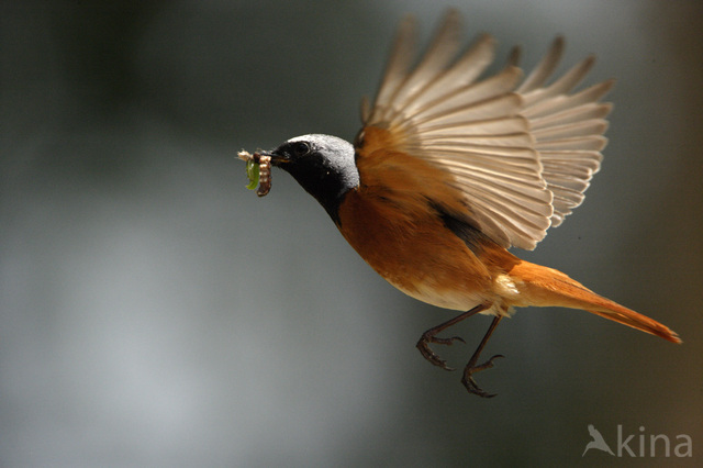 Common Redstart (Phoenicurus phoenicurus)