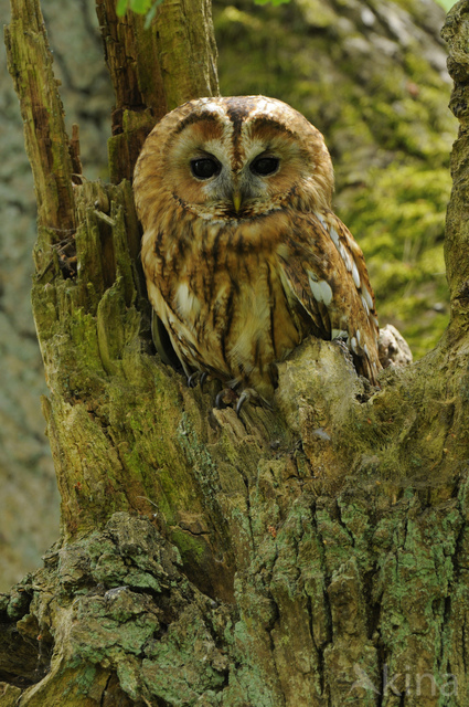 Tawny Owl (Strix aluco)