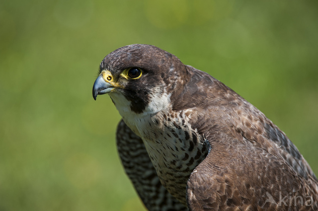 Slechtvalk (Falco peregrinus)