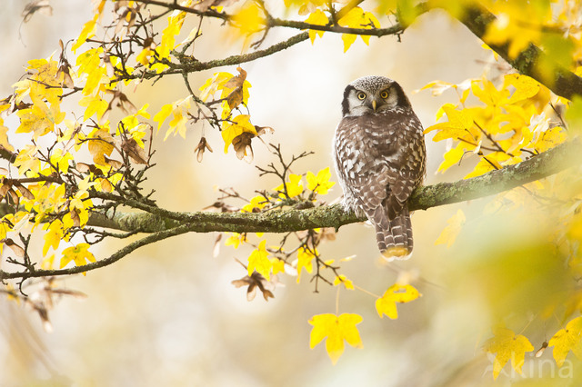 Northern Hawk Owl (Surnia ulula)