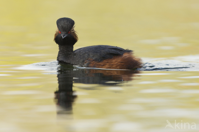 Geoorde Fuut (Podiceps nigricollis)