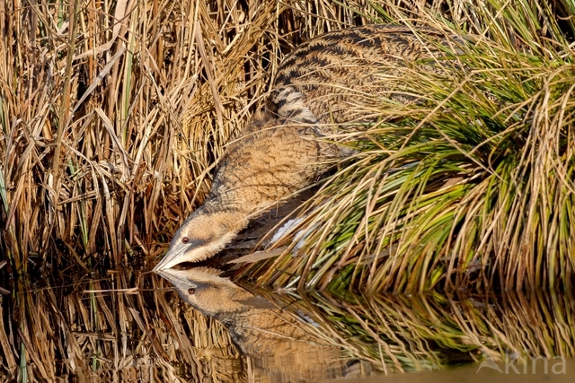 Bittern (Botaurus stellaris)