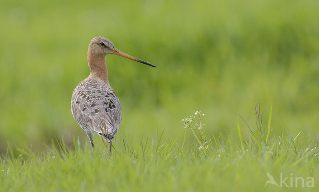 Black-tailed Godwit (Limosa limosa)