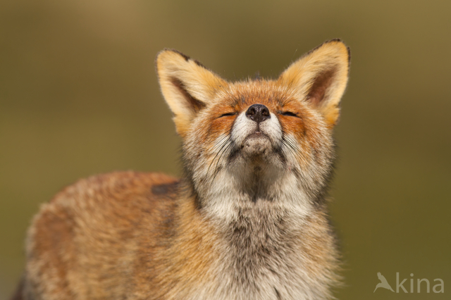 Fox (Vulpes vulpes)