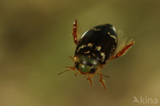 Laccophilus poecilus