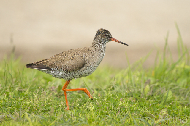 Common Redshank (Tringa totanus)