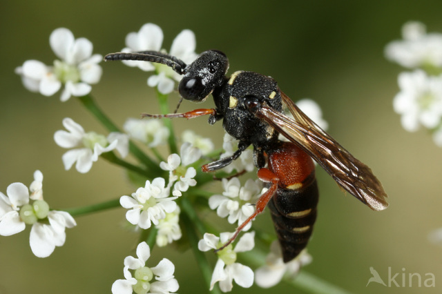 Nysson maculosus