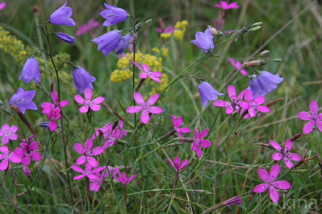 Maiden Pink (Dianthus deltoides)