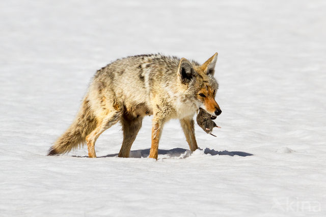 Coyote (Canis latrans)