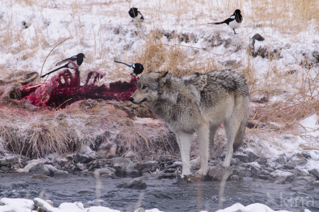 Grey Wolf (Canis lupus)