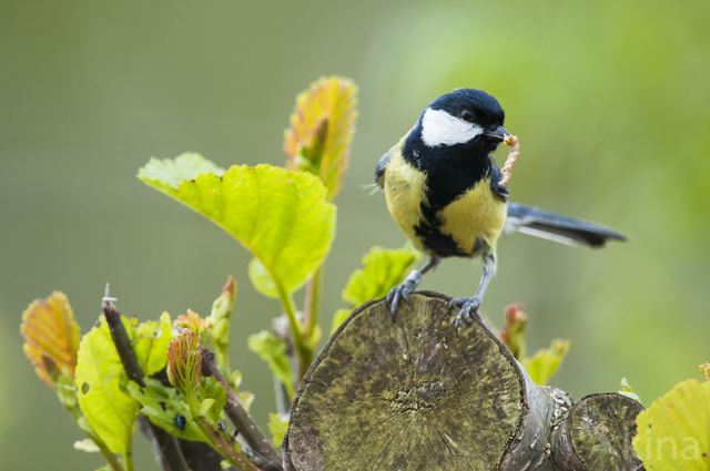 Great Tit (Parus major)