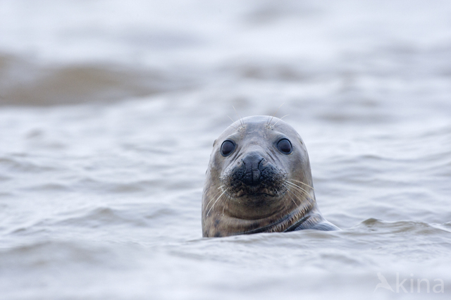 Grey Seal (Halichoerus grypus)