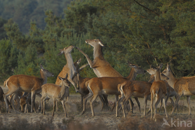 Red Deer (Cervus elaphus)