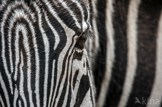 Grvyzebra (Equus grevyi)