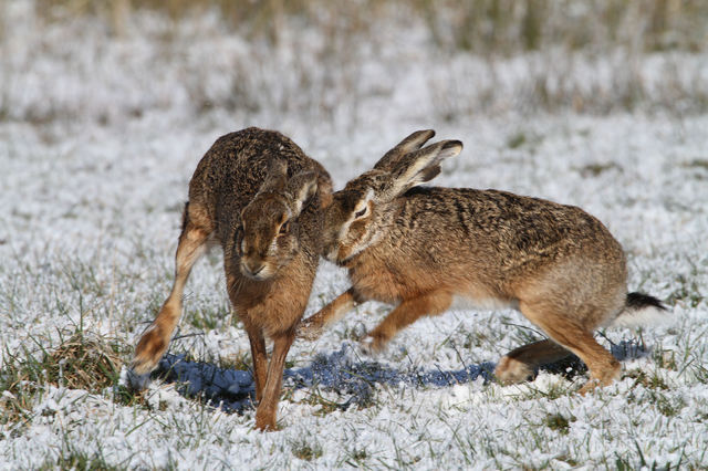 Haas (Lepus europaeus)