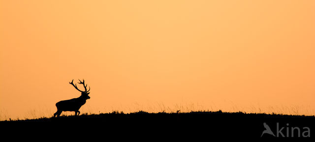 Red Deer (Cervus elaphus)