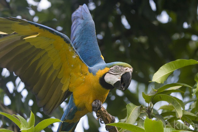 Blue-and-yellow Macaw (Ara ararauna)