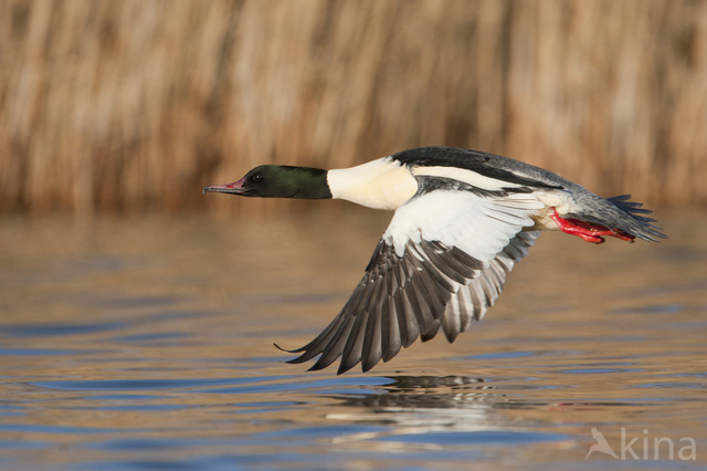 Goosander (Mergus merganser)