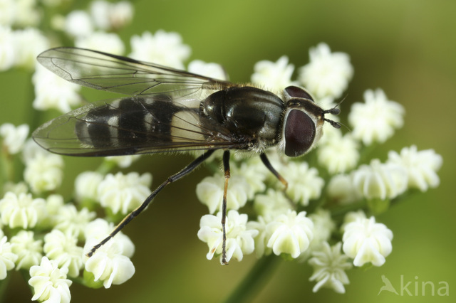 Leucozona laternaria